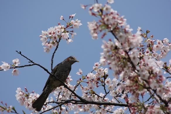 鳥と桜.JPG
